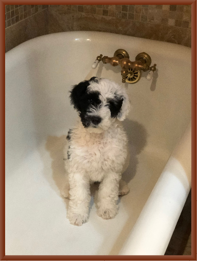 Maisey Preparing for a Bath
